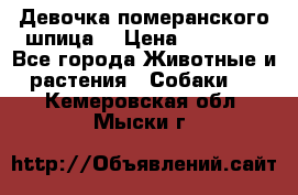 Девочка померанского шпица. › Цена ­ 40 000 - Все города Животные и растения » Собаки   . Кемеровская обл.,Мыски г.